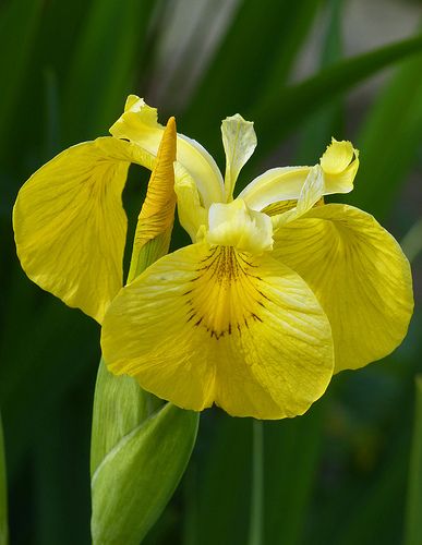 Yellow Flag Iris (iris pseudacorus) Yellow Flower Photos, Yellow Iris, Iris Garden, Iris Flower, Most Beautiful Flowers, Iris Flowers, Growing Herbs, Yellow Flower, Exotic Flowers