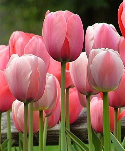 Wallpaper Edgy, Planting Tulips, Wallpaper Homescreen, Wallpaper Retro, Tulip Bulbs, Tulips Garden, The Secret Garden, Spring Bulbs, Fall Plants