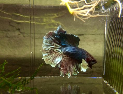 Elephant Ear Betta Fish, Dumbo Elephant, Fancy Fish, Community Tanks, Betta Tank, Fish Breeding, Aquarium Ideas, My Community, Elephant Ears