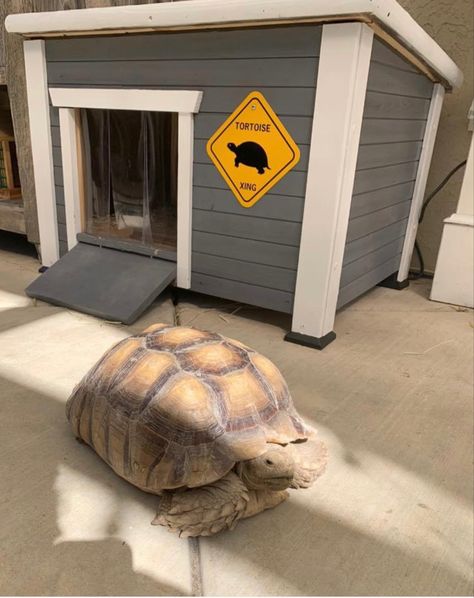 Outside Tortoise Enclosure, Diy Tortoise House, Tortoise Home Ideas, Tortoise House Outdoor, Sulcata Tortoise Habitat Outdoor, Large Tortoise Habitat Outdoor, Desert Tortoise Enclosure Outdoor, Turtle Pet House, Outdoor Tortoise Enclosure