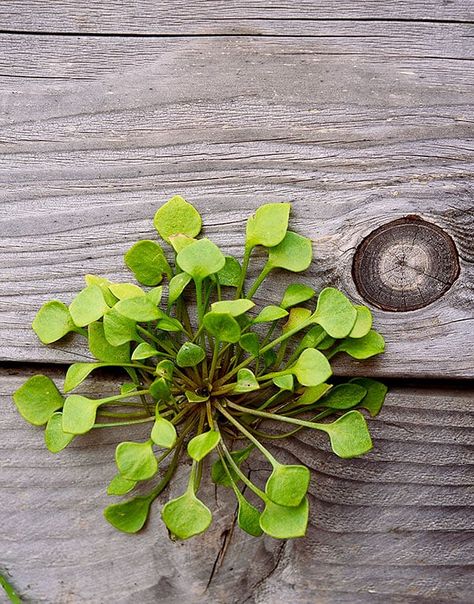 Miners Lettuce, Property Of Matter, Culinary Garden, Thread Of Life, Edible Weeds, Zone 5, Help Yourself, Wild Plants, Edible Plants