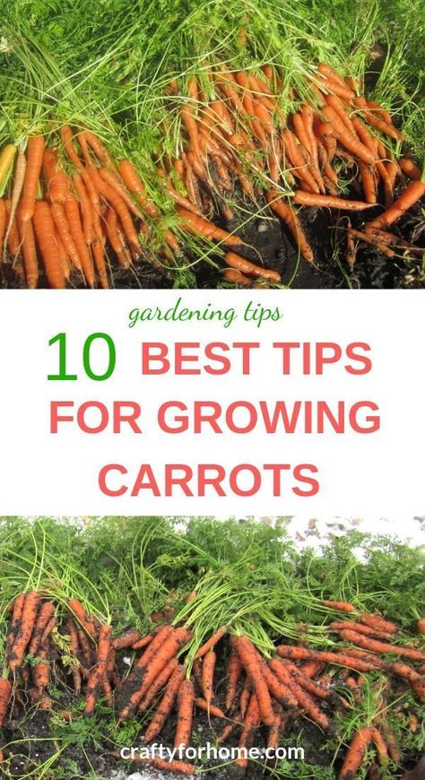 Carrots Growing, Grow Carrots, At Home Garden, Carrot Gardening, Growing Carrots, Daucus Carota, Magic Garden, Garden Types, Home Vegetable Garden