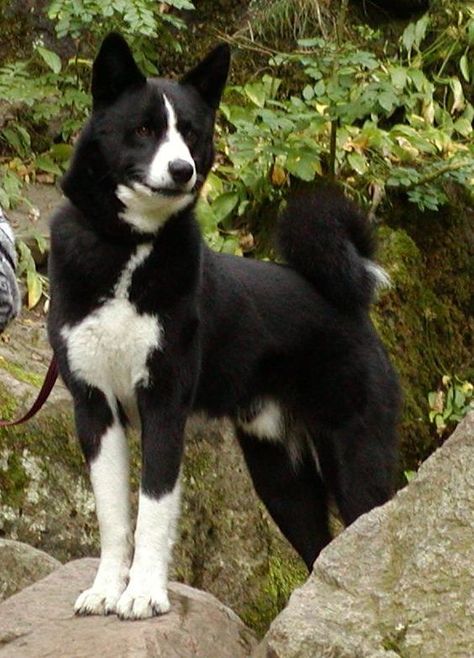 Karelian Bear Dog ♥ Karelian Bear Dog, Every Dog Breed, All Breeds Of Dogs, Bear Dog, Best Dog Breeds, Dog Rules, Pet Life, Pitbull Terrier, Beautiful Dogs