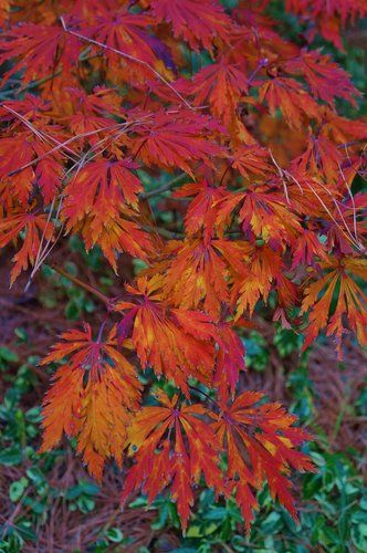 Acer japonicum 'Aconitifolium' | Acer japonicum 'Maiku-jaku' | Dancing Peacock Japanese Maple | Fernleaf Full Moon Maple| plant lust Aconitifolium Japanese Maple, Acer Trees, Plants Wishlist, Chicago Bungalow, Dancing Peacock, Live Earth, Japanese Maples, Japanese Maple, Botanical Beauty