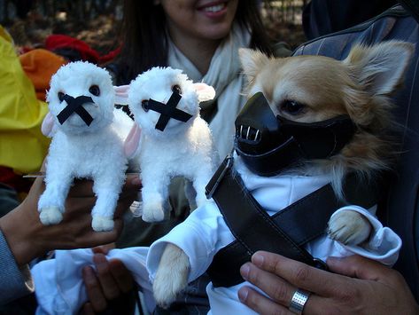 30 Amazing Dog Costumes for Halloween Funny Dog Costumes Halloween, Creepy Clown Costume, Dog Costumes Halloween, Funny Dog Costumes, Halloween Costume Game, Best Dog Costumes, Costume For Dogs, Funny Christmas Pictures, Poor Dog