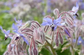 Borage Uses, Rosemary Plant, Stevia Plant, Borage Oil, Garden Guide, Wilderness Survival, Container Garden, Garden Tips, Hobby Farms