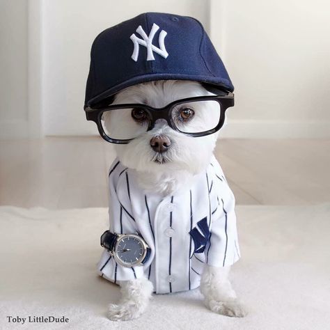 Yankees #yankees #new york yankees ... Dogs Maltese, Hipster Dog, Maltese Puppies, Dog Fashion, Cute Little Puppies, Maltese Dogs, Teacup Puppies, Dog Items, White Dog