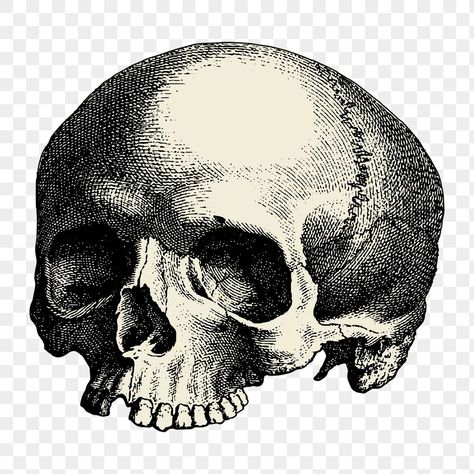 Public Domain Images Vintage, Png Images For Editing, Skull Png, Vintage Png, Skull Illustration, Skull Sticker, Skeleton Art, Vintage Icons, Vintage Skull