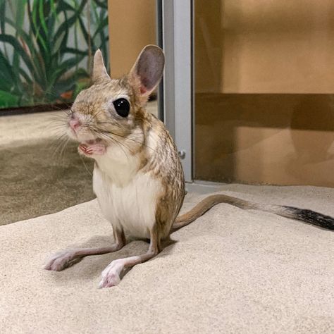 #jerboa Jerboa Cute, Kangaroo Mouse, Kangaroo Rat, Stink Bugs, Super Cute Animals, Little Critter, Silly Animals, Cartoon Profile Pics, Rodents