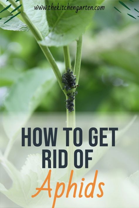 Knowing how to get rid of aphids in the garden isn't difficult. Identify the tiny pests on your plants, and get rid of them quickly and without pesticides! Natural pest control | aphids | vegetable garden | DIY | spray | green living Aphids On Plants, Pesticides For Plants, Garden Pest Spray, Get Rid Of Aphids, Edible Landscape, Companion Gardening, Natural Insecticide, Fall Gardening, Natural Pesticides