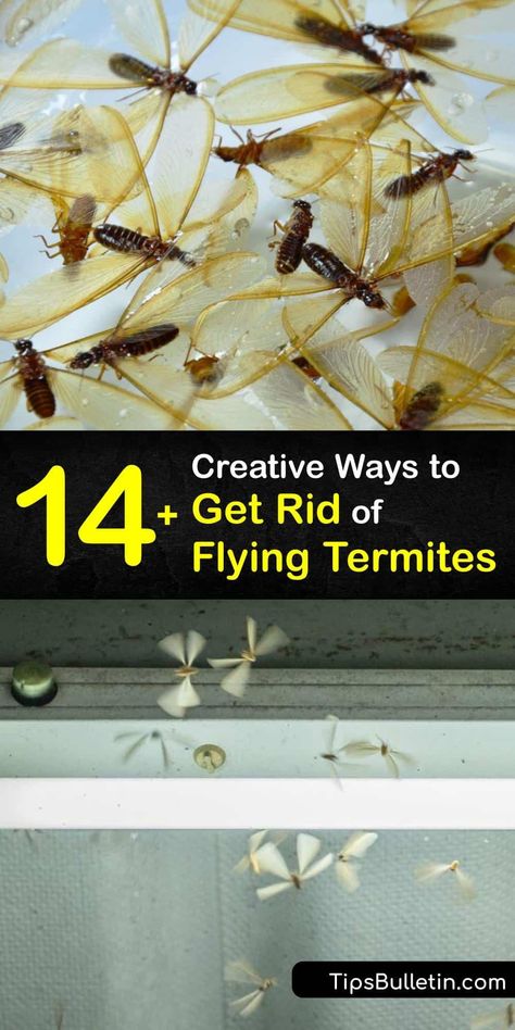 Discover easy methods of termite control for drywood termites, the swarming termite and winged termite, and a subterranean termite infestation. Combat the termite swarmer with natural and chemical methods to eradicate and protect your home from subterranean termites. #rid #flying #termites Flying Termites Diy How To Get Rid, How To Get Rid Of Termites, Termites Diy How To Get Rid, Home Remedies For Flies, Flying Termites, Drywood Termites, Flying Ants, Get Rid Of Flies, Termite Damage