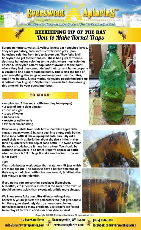 BEEKEEPING TIP OF THE DAY How to Make Hornet Traps  European hornets, wasps, & yellow jackets eat honeybee larvae. They fight & kill honeybees to get to their babies. These bad guys torment & decimate honeybee colonies to the point where most colonies abscond. We know some folks don't like killing anything & yes, hornets & yellow jackets are pollinators too (not great ones) but these guys absolutely destroy honeybee colonies. Beekeepers are forced to employ all tactics in efforts for honeybees. Hornet Insect, How To Get Rid Of Carpenter Bees, How To Make A Carpenter Bee Trap, Bee Killer, Hornet Trap, Repel Wasps And Hornets, Yard Care, Yellow Jacket, Tip Of The Day