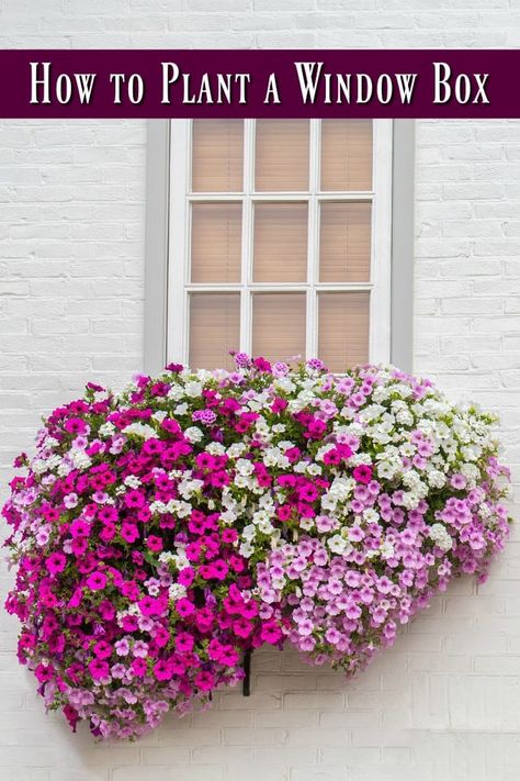 How to Plant a Window Box - Window boxes allow you a lot of gardening freedom, but there is a correct way to do it. Here are the best plants for window boxes and even how to plan a window box! Plants For Window Boxes, Planter Boxes Flowers, Window Baskets, Window Box Plants, Window Box Garden, Balcony Planters, Small Yards, Balcony Flowers, Window Box Flowers