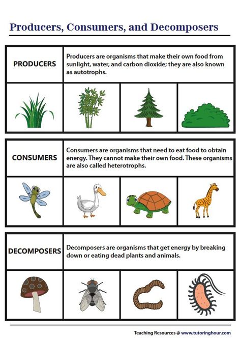 Producers, Consumers, and Decomposers | Chart Decomposers Activity, Producers Consumers Decomposers, Second Grade Science, Creative Book Covers, Primary Science, Elementary School Classroom, 5th Grade Science, Science Activities For Kids, Learning Websites