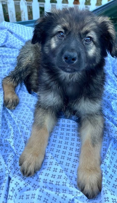 Dog for adoption - Keanu, a German Shepherd Dog & Border Collie Mix in Yuba City, CA | Petfinder Border Collie German Shepherd, Aussie Mixed With German Shepherd, German Shepherd Border Collie Mix Dogs, German Shepherd And Husky Mix Puppies, Border Collie Mix Puppies, Australian Shepherd Mixed With German Shepherd, Shepherd Mix Dog, German Shepherd Mix, Border Collie Mix