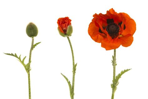 Blooming Flower Tattoo Stages, Bloom Tattoo, Metamorphosis Art, Evolution Art, Plant Bud, Wild Poppies, Poppy Art, Flower Artwork, Seed Pods