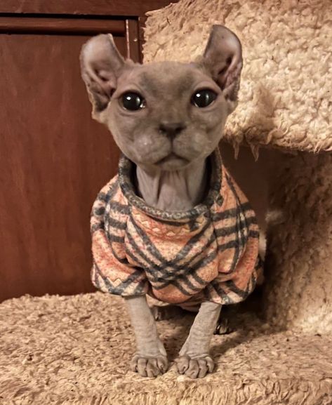 . Sphinx Cats, Elf Cat, Hairless Cats, Dream Pet, Ugly Cat, Cute Dogs Images, Sphinx Cat, Female Elf, Dream's Cat