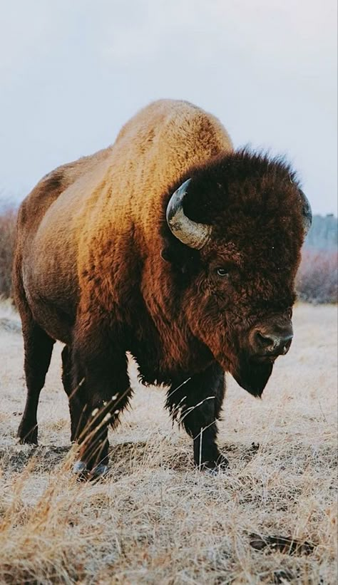 Buffalo Pictures, Bison Photography, Buffalo Painting, Tattoos Aesthetic, Buffalo Animal, Bison Art, Buffalo Art, Bull Tattoos, Cow Pictures