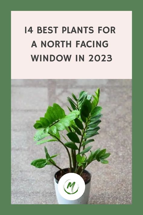 Create a thriving indoor oasis in your north-facing window with these 15 incredible plants that flourish in low light conditions. Embrace the beauty of nature indoors and transform your space into a lush green haven. Discover the perfect plants to bring life and vibrancy to your home, even in areas with limited sunlight. Explore this curated selection of resilient and adaptable plants that will thrive effortlessly, adding a touch of serenity to any room. North Window Indoor Plants, Plants For West Facing Window, Plants North Facing Window, Bright Direct Light House Plants, North Facing Window, Plants That Don’t Require Sunlight, Dracaena Sanderiana, North Facing House, Heart Leaf Philodendron