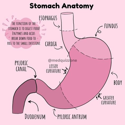 Stomach Anatomy 📚🏩🔍‼️ Follow 📌@medquizz0ne for more‼️ . . . . . . . . . . . . . . . . . . . . . . . . . . . . . . . . . . . . . . . . . #uk #usmle #plab #nle #amc #haad #foryou #asmr #doctor #nurse #whitecoat #fyp #grow #StudyWithMe #fly #viralvideo #reels #reels #account #pmdc #dha #comlex #mccqe #nZreX #mCqS #medquizzone #medicalstudent #futuredoctor The Stomach Anatomy, Anatomy Of Stomach, Stomach Anatomy Notes, Stomach Anatomy Drawing, Digestive System Notes Aesthetic, Nursing Subjects, Stomach Anatomy, Human Stomach, Nursing Officer