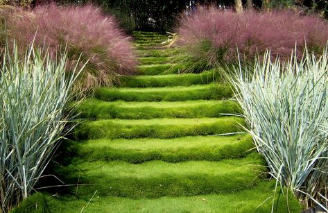 Gardening 101: Zoysia Grass Common Lawn Weeds, Zoysia Grass, Garden Pavers, Lawn Alternatives, Garden Paving, Grasses Garden, Gardening 101, Backyard Inspo, Charming Garden