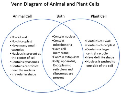 Plant vs animal cell venn diagram to concentrate large topic in a diagram. #animalcell #plantcell #venndiagram #diagram Plant Vs Animal Cell Diagram, Plant Cell And Animal Cell Diagram, Plant Vs Animal Cell, Lysogenic Cycle, Plant Cell Vs Animal Cell, Lytic Cycle, Animal Cell And Plant Cell, Prokaryotes Vs Eukaryotes, Professor Lupin