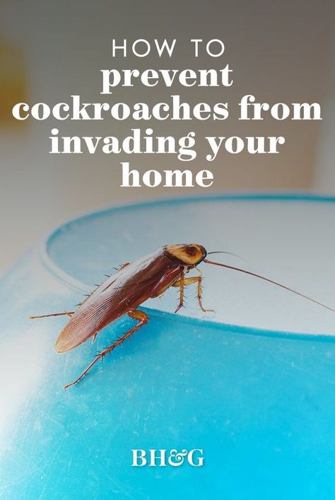 How To Get Rid Of Roches, Diy Roach Repellent, Keep Roaches Out Of House, Cockroaches How To Get Rid Of Diy, Best Way To Get Rid Of Roaches, Natural Ways To Get Rid Of Roaches, How To Keep Roaches Out Of Your House, How To Get Rid Of Roaches In The House, How To Get Rid Of German Roaches Fast