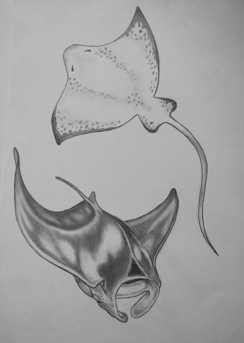 Stingray Shoulder Tattoo, Manta Ray Drawing Easy, Sting Rays Drawing, Manta Ray Line Tattoo, Manta Rays Drawing, Sting Rays Tattoo, Marine Animals Sketch, Shark And Stingray Tattoo, Sting Ray Sketch