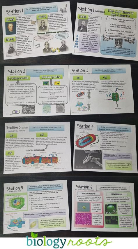 Cells Middle School Activities, Class 11 Biology Notes Cell The Unit Of Life, Biology Lessons High School, Biology Activities, Teaching Cells, Biology Lesson Plans, Biology Teaching, Biology Activity, Science Posters