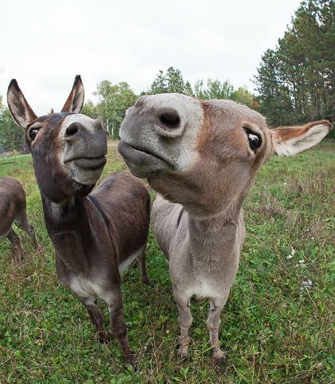 Donkey Photography, Two Donkeys, Fantasy Farm, Newfoundland Puppies, Baby Donkey, Mini Donkey, Miniature Donkey, Cute Donkey, Cute Little Animals