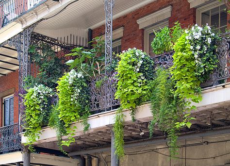 French Balcony Ideas, Creeper Plants, Creepers Plants, Climber Plants, French Balcony, Balcony Flowers, Balcony Plants, Air Purifying Plants, Rooftop Garden