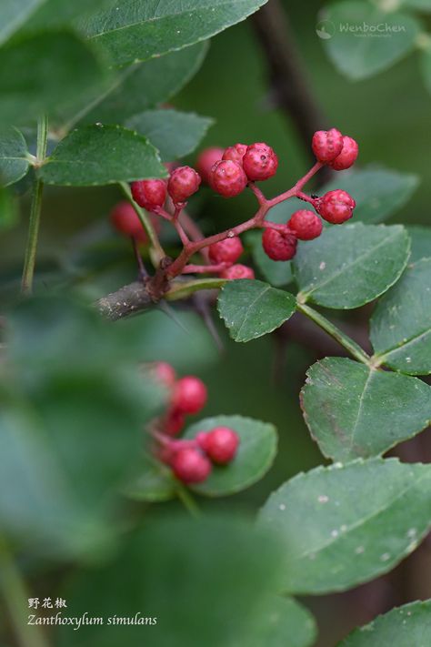 This is one of the several species in the genus of Zanthoxylum which are used as Sichuan Pepper in cooking. Sichuan pepper is responsible for the distinct taste of 'tingly and numbing' in Sichuan Cuisine. Sichuan Pepper, Red Peppercorn, Condiments, Cherry, Stuffed Peppers, Fruit, Red