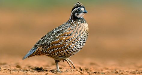 French Backyard, Bobwhite Quail, Bird Calls, Grassy Field, Bird Seed, Animal Projects, Bird Species, Beautiful Birds, Agriculture