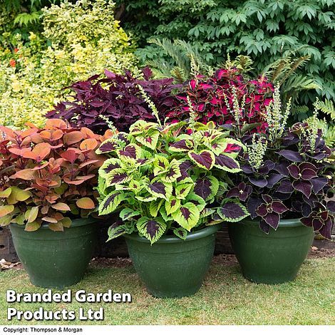 Plants For Containers, Conservatory Plants, Bedding Plant, Herbaceous Border, Patio Pots, Plants For Hanging Baskets, Cottage Garden Plants, Plant Supplies, Ground Cover Plants