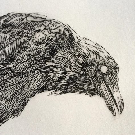 Crow Sketch, Biological Illustration, Phoenix Drawing, Crows Drawing, Scientific Drawing, Cnc Art, Crow Tattoo, Casual Art, Scratch Art