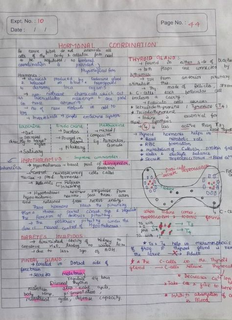 Notes of Pituitary to Thymus Gland of Chemical Control and Coordination Chapter of Human Physiology Unit. Control And Coordination Notes, Thymus Gland, Neet Notes, Human Physiology, Nerve Fiber, Biology Notes, T Cell, Thyroid Gland, Mind Map