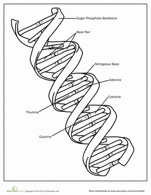 Introduce your child to the building blocks of life: DNA! This coloring page features a double helix structure, or a DNA strand. Biology Coloring Pages, Dna Worksheet, Dna Drawing, Biology Activity, Dna Strand, School Biology, Biology Worksheet, Biology Resources, Biology Classroom