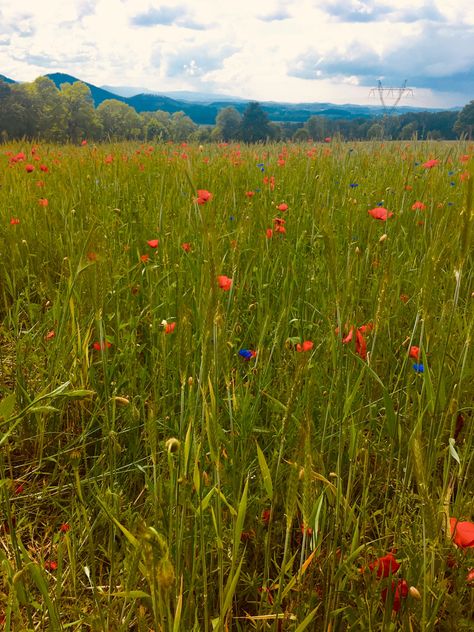 #spring #aesthetic #skye #flowers Skylar Aesthetic, Skye Core, Spring Aesthetic, Natural Landmarks, Flowers, Quick Saves