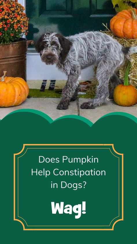 A light grey German Wire-haired Pointer with dark brown-black features, is standing on a porch before Autumn decor of orange pumpkins and mums, looking as though they may need to defecate. Constipation Relief For Dogs, Dog Constipation Remedies, Constipation In Dogs, How To Treat Constipation, Constipated Dog, Help Constipation, Dried Prunes, Stool Softener, Pet Diy