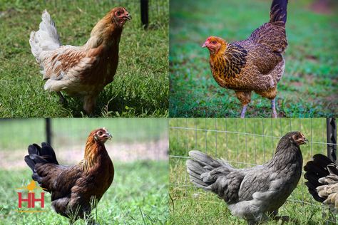 Meat Birds, Pistachio Color, Blue Eggs, Chicken Runs, Backyard Chickens, Chicken Breeds, Coloring Eggs, Animal Companions, A Chicken