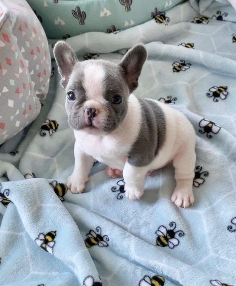 At Poetic French Bulldogs, we believe in breeding the prettiest, healthiest, most unique French Bulldog puppies. Ready to meet your new fur-ever friend? #Labrador #puppy #Retriever French Bulldog Puppies, French Bulldogs, Bulldog Puppies, French Bulldog, Bulldog, A Small, Puppies, Bed, Dogs