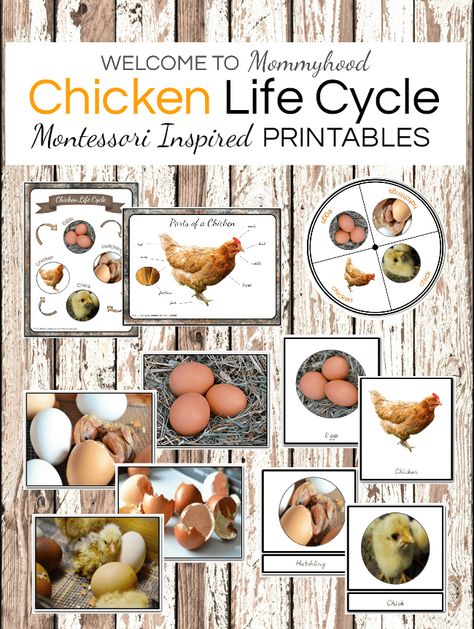 Chicken Life Cycle - Welcome to Mommyhood Chicken Life Cycle Activities, Kindergarten Free Printables, Life Cycles Kindergarten, Life Cycles Preschool, Pet Activities, Life Cycle Activities, Chicken Life Cycle, Free Kindergarten Printables, Cycling Benefits