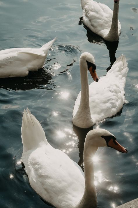 The Swan Princess Aesthetic, Rebecca + Core + Aesthetic, Swan Background, Swan Photoshoot, Swan Photography, Free Backgrounds, Animal Wildlife, Phone Wallpaper Patterns, Wild Nature