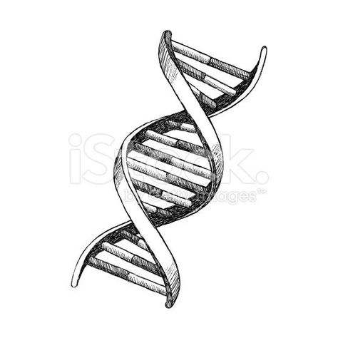 Dna Drawing Easy, Dna Model Drawing, Dna Helix Drawing, Dna Helix Model, Dna Structure Drawing, Dna Drawing Science, Dna Helix Art, Dna Art Illustrations, Dna Drawing Art