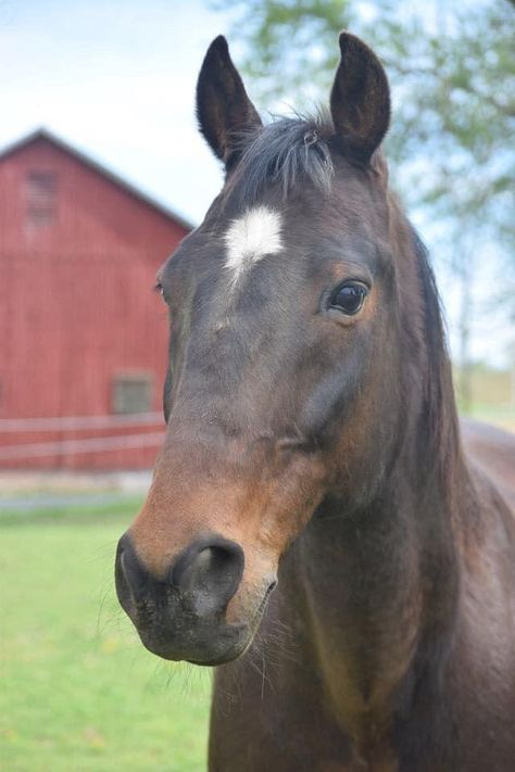 Standardbred Racing, Standardbred Horse, Harness Racing, Horse Farms, Horse Breeds, Wild Horses, Beautiful Horses, Do More, Animal Drawings