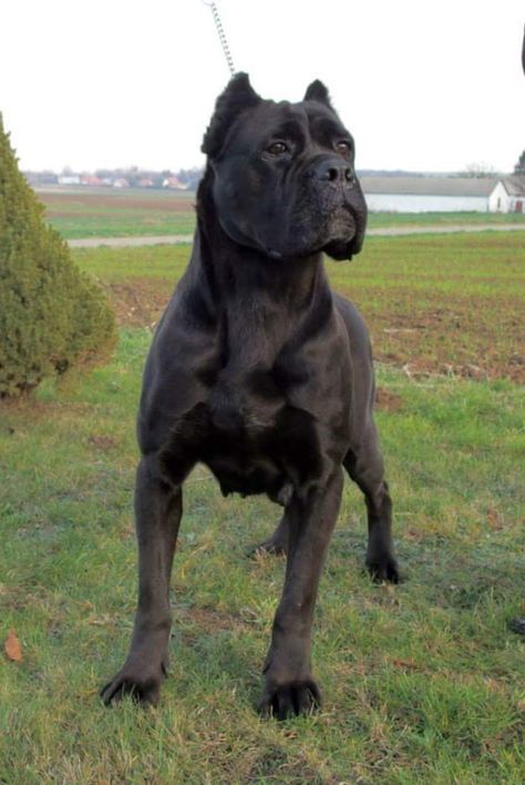 Cane Corso King Corso Dog, King Corso, Dog Ear Tattoo, Cane Corso Dog Breed, Cute Dog Quotes, Italian Mastiff, Dog Print Tattoo, Wallpaper Dog, Tattoo Dog