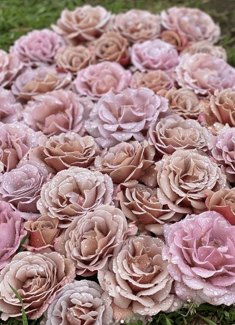 Roses In The Rain, Planting Dahlias, Dahlia Tubers, Alice Tea Party, Rose Seeds, Flower Farmer, Garden Design Plans, Cut Flower Garden, Winery Weddings