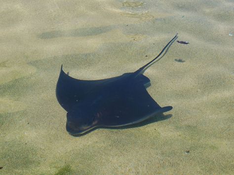 bat ray Lion Prey, Bat Ray, Marine Poster, Animal Learning, Eagle Ray, Baby Bats, Beautiful Sea Creatures, Galapagos Islands, White Sharks