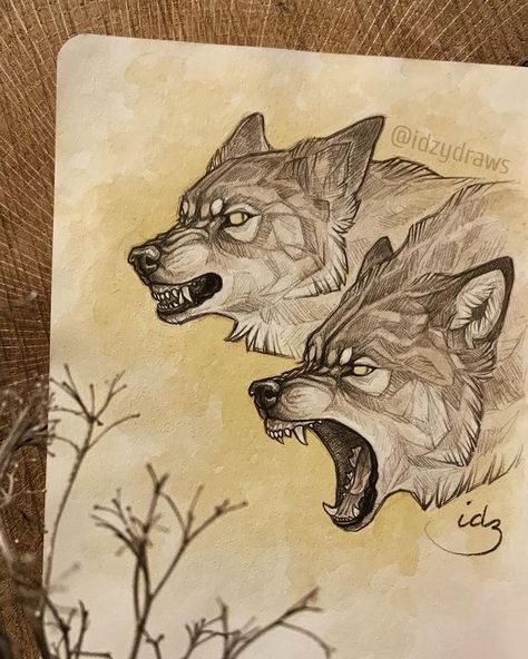 ↟ 𝗶𝗱𝘇𝘆 ↟ в Instagram: «↟ Snaps and snarls of slavering jaws. Pounding feet and tearing claws. The wolves are here. ↟ #idzywrites I love drawing angry boys 🐺» Wolf Snarl, Drawing Angry, Snarling Wolf, Angry Wolf, Wolf Illustration, I Love Drawing, Wolf Drawing, Love Drawing, Ink Sketch