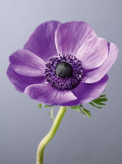 Carol Sharp - photographer of flowers and natural ingredients - Flowers Purple Anemone, Images Of Flowers, Wafer Paper Flowers, About Plants, Macro Flower, Flowers Photography Wallpaper, Anemone Flower, Photographic Artist, Watercolor Flower Art